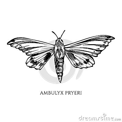 Vector set of hand drawn black and white ambulyx moth Vector Illustration
