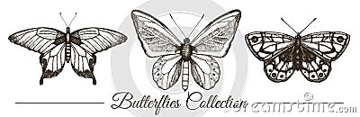 Vector set of hand drawn black and white butterflies. Vector Illustration