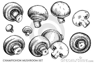 Vector set of hand drawn black and white champignon Vector Illustration
