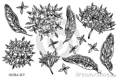 Vector set of hand drawn black and white ixora Vector Illustration