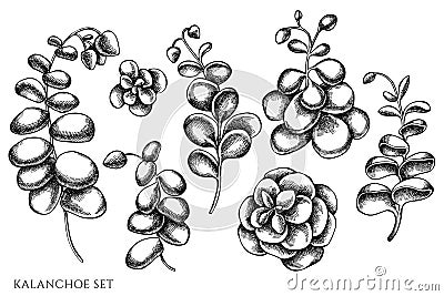 Vector set of hand drawn black and white kalanchoe Vector Illustration