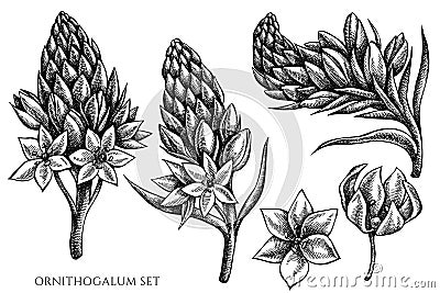 Vector set of hand drawn black and white ornithogalum Vector Illustration