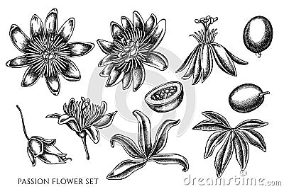 Vector set of hand drawn black and white passion flower Vector Illustration