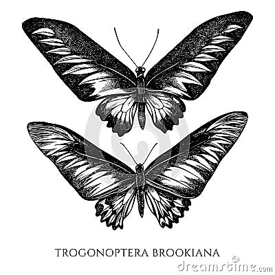 Vector set of hand drawn black and white rajah brooke`s birdwing Vector Illustration