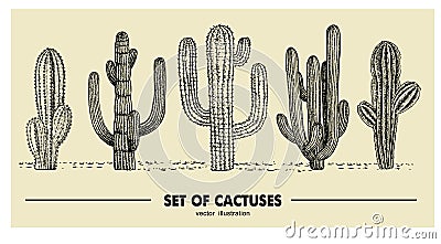 Vector set of hand drawn cactus. Sketch illustration. Different cactuses in monochrome style Vector Illustration