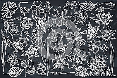 Vector set of hand drawn chalk ylang-ylang, impatiens, daffodil, tigridia, lotus, aquilegia Vector Illustration