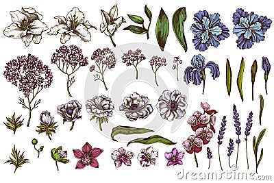 Vector set of hand drawn colored anemone, lavender, rosemary everlasting, phalaenopsis, lily, iris Vector Illustration