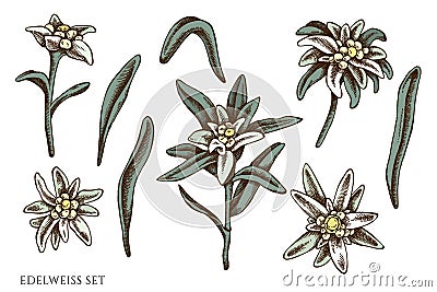 Vector set of hand drawn colored edelweiss Vector Illustration