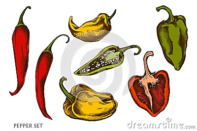 Vector set of hand drawn colored pepper Vector Illustration
