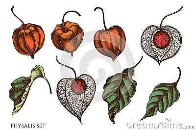 Vector set of hand drawn colored physalis Vector Illustration