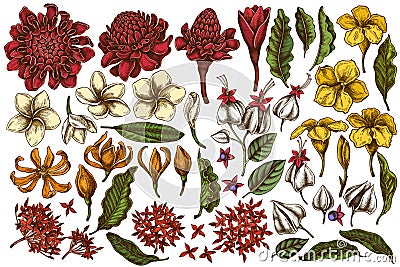 Vector set of hand drawn colored plumeria, allamanda, clerodendrum, champak, etlingera, ixora Vector Illustration