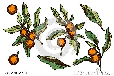 Vector set of hand drawn colored solanum Vector Illustration