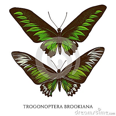 Vector set of hand drawn colored trogonoptera brookiana Vector Illustration