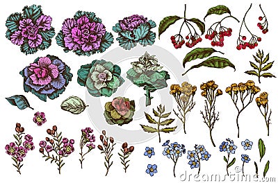 Vector set of hand drawn colored wax flower, forget me not flower, tansy, ardisia, brassica, decorative cabbage Vector Illustration