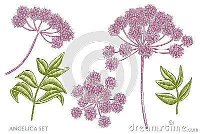 Vector set of hand drawn pastel angelica Vector Illustration