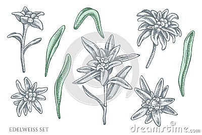 Vector set of hand drawn pastel edelweiss Vector Illustration