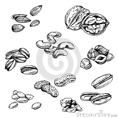 Vector set of hand sketched nuts on white background Vector Illustration