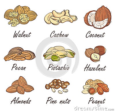 Vector set of hand sketched nuts on white background in hand drawn style: hazelnut, almonds, peanuts, walnut, cashew, pine nut Vector Illustration