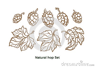 Vector set of hop. Natural beer. Organic element isolate Vector Illustration