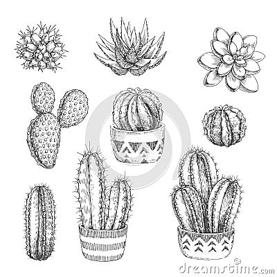 Vector set of houseplants. Vintage hand drawn illustrations with Vector Illustration