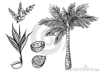 Vector set of illustration of topical palms Vector Illustration