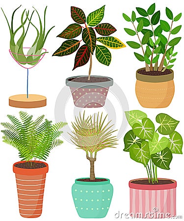 Vector set indoor house plant in pot. English Ivy, Spider plant, Crassula, Janet Craig, African spear, Philodendron lemonlime. Cartoon Illustration