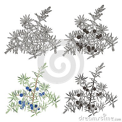 Vector set of juniper Stock Photo