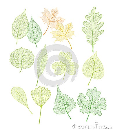 Vector set leaves. Green tree leaves. Natural green leafs set Vector Illustration