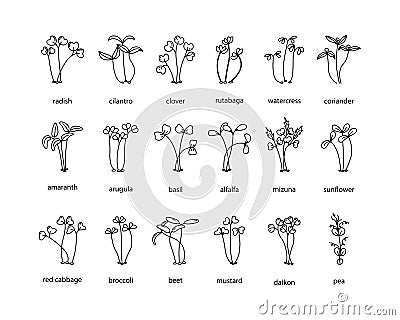 Vector set of microgreens illustrations. Healthy young seedlings. Healthy eco-friendly food. Outline Vector Illustration