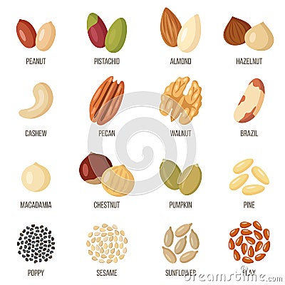 Different types of nuts and seeds. Vector illustration. Vector Illustration