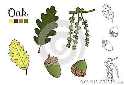 Vector set of oak tree elements isolated on white background Vector Illustration