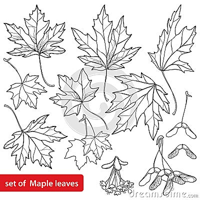 Vector set with outline Acer or Maple ornate leaves, fruit or samara and flower bunch in black isolated on white background. Vector Illustration