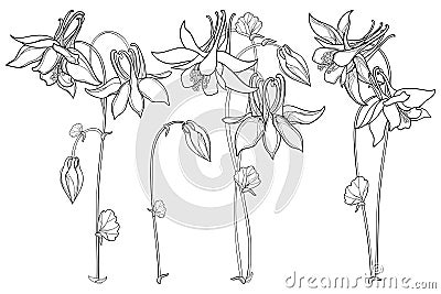 Vector set with outline Aquilegia or Columbine flower, bud and ornate leaves in black isolated on white background. Vector Illustration