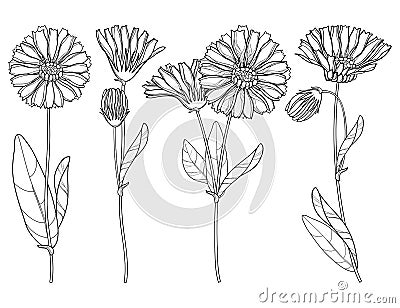 Vector set with outline Calendula officinalis or pot marigold, bud, leaf and flower bunch in black isolated on white background. Vector Illustration