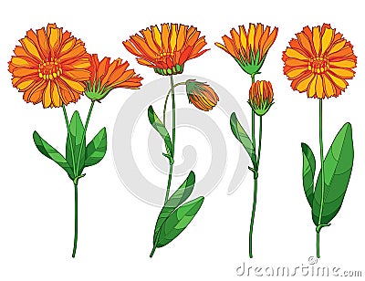 Vector set with outline Calendula officinalis or pot marigold, bud, ornate green leaf and orange flower bunch isolated on white. Vector Illustration