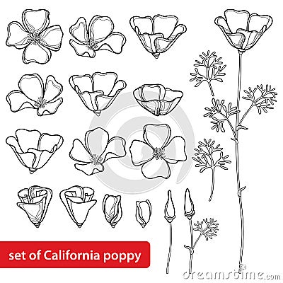 Vector set with outline California poppy flower or California sunlight or Eschscholzia, leaf, bud and flower in black isolated. Vector Illustration