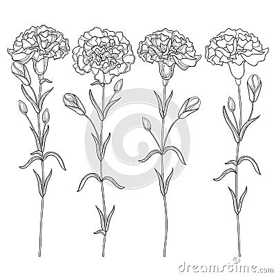 Vector set with outline Carnation or Clove flower, bud and leaves in black isolated on white background. Ornate floral carnations. Vector Illustration