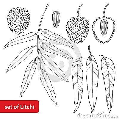Vector set with outline Chinese Lychee or Litchi fruit and leaf in black isolated on white background. Perennial subtropical tree. Vector Illustration