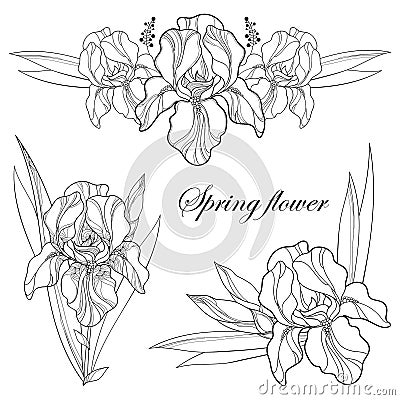 Vector set with outline composition of Iris flower, bud and leaves in black isolated on white. Floral element for spring design Vector Illustration