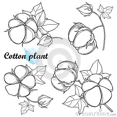 Vector set with outline Cotton boll bunch with leaf and capsule in black isolated on white background. Vector Illustration