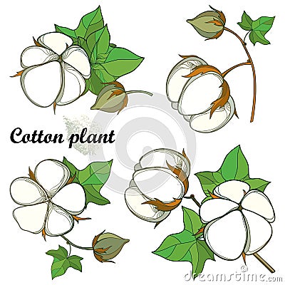 Vector set with outline Cotton boll bunch with leaf and capsule isolated on white background. Ornate cultivated Cotton plant. Vector Illustration