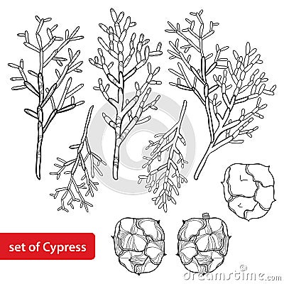 Vector set with outline Cypress or Cupressus sempervirens. Branch, pine and cones in black isolated on white background. Vector Illustration