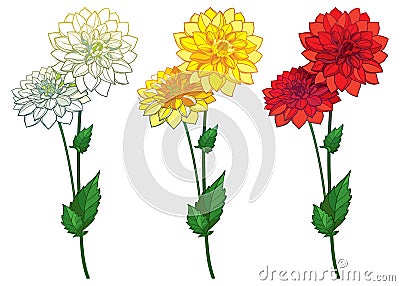 Vector set with outline Dahlia or Dalia flower bunch in red, yellow and pastel white and ornate leaf isolated on white background. Vector Illustration