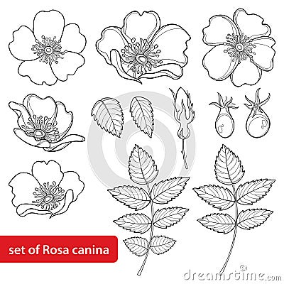 Vector set with outline Dog rose or Rosa canina, medicinal herb. Flower, bud, leaves and hip isolated on white background. Vector Illustration