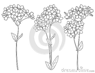 Vector set with outline Forget me not or Myosotis flower bunch, bud and leaf in black isolated on white background. Vector Illustration