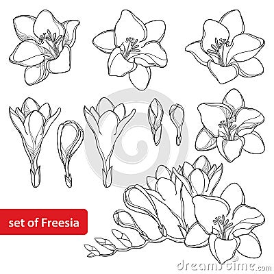 Vector set with outline Freesia flower bunch and ornate bud in black isolated on white background. Perennial fragrant plant. Vector Illustration