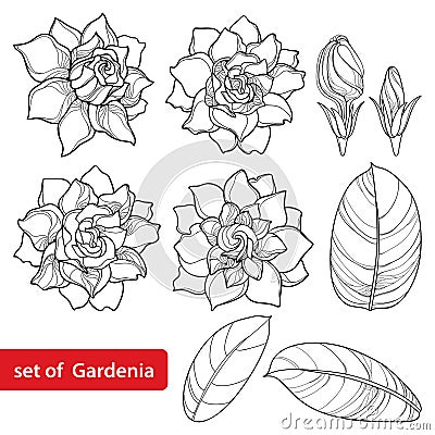 Vector set with outline Gardenia flower, ornate bud and leaves in black isolated on white background. Vector Illustration