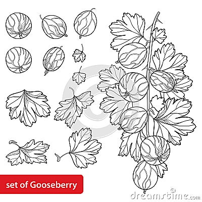 Vector set with outline Gooseberry. Vector Illustration