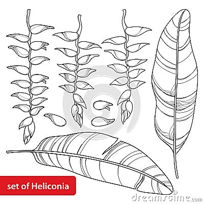 Vector set with outline Heliconia rostrata or lobster claws flower bunch and leaf in black isolated on white background. Vector Illustration