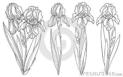 Vector set with outline Iris flower, bud and leaves in black isolated on white background. Ornate flowers for spring design Vector Illustration